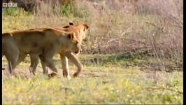 شکار بوفالو توسط شیرهای وحشی گرسنه  Wild Lions Swim in a Hunt for Buffalo