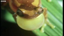 قورباغه های آوازخوان پاناما  Panama frogs serenade females