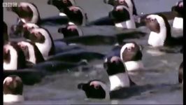 شنا کردن پنگوئن های آفریقایی  African Penguins go for a swim