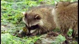 دنیای حیوانات  مبارزه راکون خرچنگ صخره ای  Raccoon vs Rock Crab