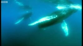 دنیای حیوانات  فوک ها نهنگ های آبی  Fur Seals and Whales Feast on Krill