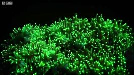 دنیای حیوانات  رقص نور دیسکو در اعماق اقیانوس  Underwater fluorescence disco