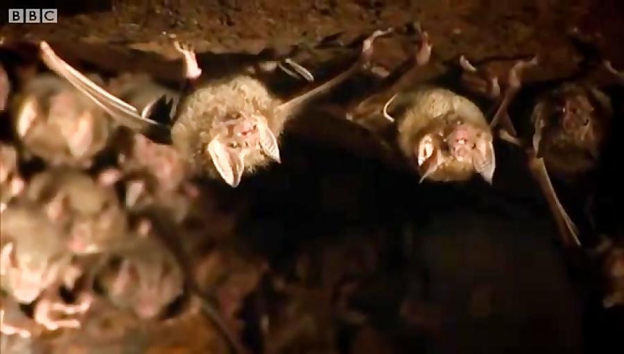 لانه سازی خفاش های خون آشام در غار  Vampire bats nesting in a cave