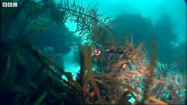 دنیای حیوانات  علف های دریایی در دریای اژدها  The weedy sea dragon