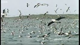 بزرگ ترین گروه مرغان دریایی در جهان  Worlds Largest Albatross Colony