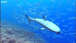 دنیای حیوانات  کوسه ها چقدر باهوش هستند ؟  How Intelligent Are Sharks