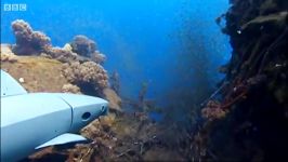 دنیای حیوانات  کوسه های روباتی  Can Roboshark fool the reef sharks