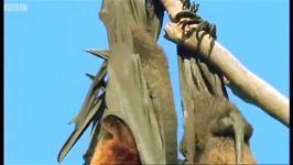 خفاش های میوه ای در اندونزی  Mating fruit bats Wild Indonesia