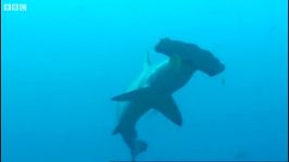 دنیای حیوانات  غواصی در کنار کوسه های سرچکشی  Diving with hammerhead sharks
