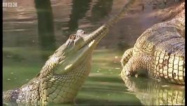 دنیای حیوانات  پناهگاه کروکودیل مادراس  Madras Crocodile Sanctuary