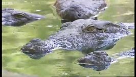 دنیای حیوانات  گرفتن تمساح نر غول پیکر  Capturing a Male Crocodile