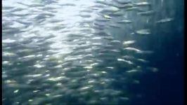 دنیای حیوانات  طعمه ماهی در آب های آزاد  Fish bait ball in open water