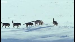 دنیای حیوانات  شکار گرگ ها  Wolf Hunting