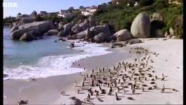 پنگوئن های آفریقایی به شکار می روند  African Penguins go hunting