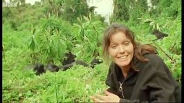 دنیای حیوانات  خانواده گوریل های کوهستان  Family of Mountain Gorillas