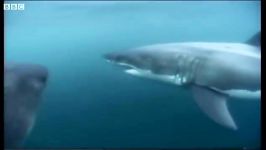 دنیای حیوانات  غذا خوردن کوسه سفید بزرگ  Great White shark feeding
