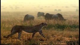 دنیای حیوانات  پنج گربه غول پیکر در مقابل دوربین  Five Big Cats and a Camera