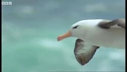 دنیای حیوانات  مرغ های دریایی در خطر انقراض  Endangered Wandering Albatross