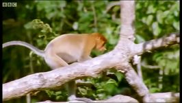 میمون های دماغ دراز در جنگل های اندونزی  Proboscis Monkey Wild Indonesia
