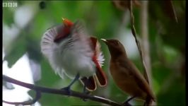 دنیای حیوانات  رقص پرندگان در بهشت  Dancing birds of paradise