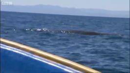 دنیای حیوانات  غواصی در کنار وال های اقیانوس  Diving with whales Oceans