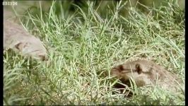 دنیای حیوانات  پرورش مانگوهای جوان  Banded mongooses raising their young