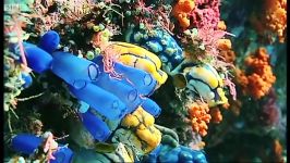 اندونزی سرزمین عجایب صخره های مرجانی  Coral reef wonderland Wild Indonesia