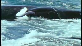 دنیای حیوانات  تولید مثل نهنگ های جنوبی  Breeding Southern Right Whales