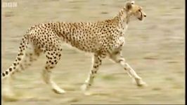 دنیای حیوانات  تاریخچه خانواده گربه های بزرگ  Big Cat Family Histories