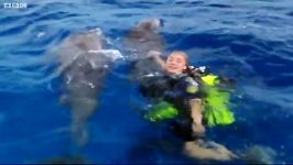 دنیای حیوانات  شنا کردن در کنار دلفین ها  Swimming with dolphins