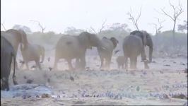 حیوانات شکارچی  حمله شیرها به فیل  Lions Attack Elephant