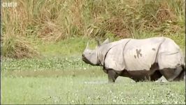 دنیای حیوانات  دیدار کرگدن وحشی هندی  Phil Tufnell meets wild Indian Rhino