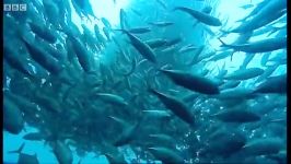 دنیای حیوانات  هزار کوسه کنار کوه دریایی  Thousands of sharks visit sea mount