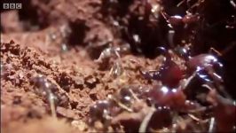 دنیای حیوانات  مورچه ها خانه جدید می سازند  Buidling a new ant home