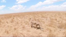 دنیای حیوانات  حمله یوزپلنگ گرسنه به غزال  Cheetah Attacks Gazelle