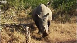 دنیای حیوانات  برخورد نزدیک کرگدن  Encounters with rhinos part 1