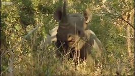 دنیای حیوانات  برخورد نزدیک کرگدن  Encounters with rhinos part 2