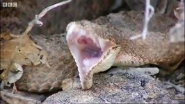 خوردن مارمولک صحرایی توسط مار بزرگ  Rattlesnake eating a lizard part 1