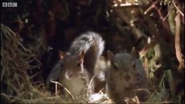 دنیای حیوانات  خانه سازی برای بچه سنجاب ها  Baby Squirrels Nesting