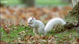 دنیای حیوانات  سنجاب های آلبینو  Albino squirrels in Olney