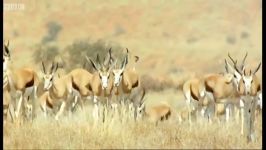 دنیای حیوانات  مبارزه غزال ها یوزپلنگ  Springboks Antelopes vs Cheetahs