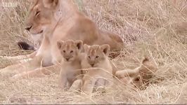 دنیای حیوانات  مهمانی چهار بچه شیر کوچولو  Tamus four lion cubs