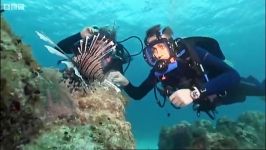 دنیای حیوانات  شیرماهی سمی در اقیانوس  Venomous Lionfish Oceans