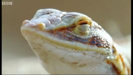 حیات وحش آفریقا  مبارزه مارمولک مار سمی  Sand snake vs lizard Wild Africa