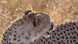 دنیای حیوانات  چیتا وحشی ترین شکارچی  Cheetah hunting wildebeest