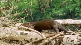 دنیای حیوانات  آفتاب گرفتن غول ها  Giant otters sunbathing