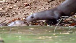 دنیای حیوانات  متولد شدن توله های سمور ماهی خوار  Newborn otter cubs