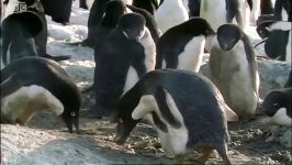 دنیای حیوانات  در قلب زندگی پنگوئن ها  Penguin Deep into the Wild