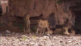 دنیای حیوانات  زندگی شیرها در صحرای نامیبیا  Lions thriving in Namibian desert