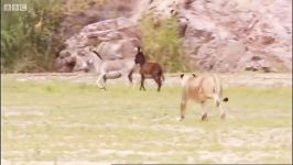 دنیای حیوانات  شکار الاغ ها توسط شیر گرسنه  Lions Hunting Donkeys